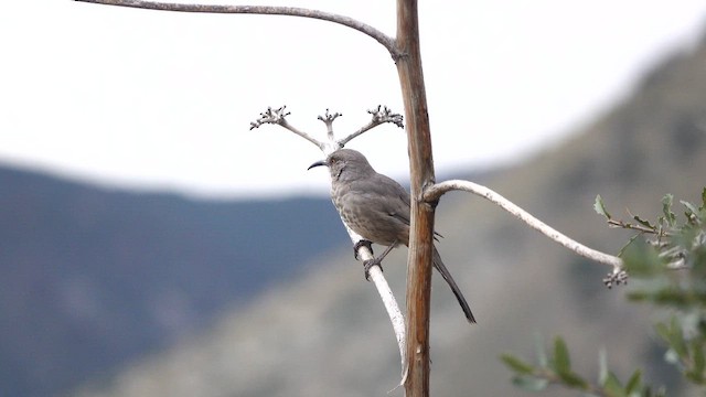 Curve-billed Thrasher - ML643349381