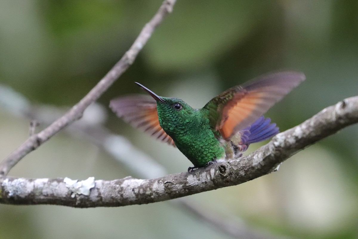 Амазилія-берил синьохвоста - ML643349383