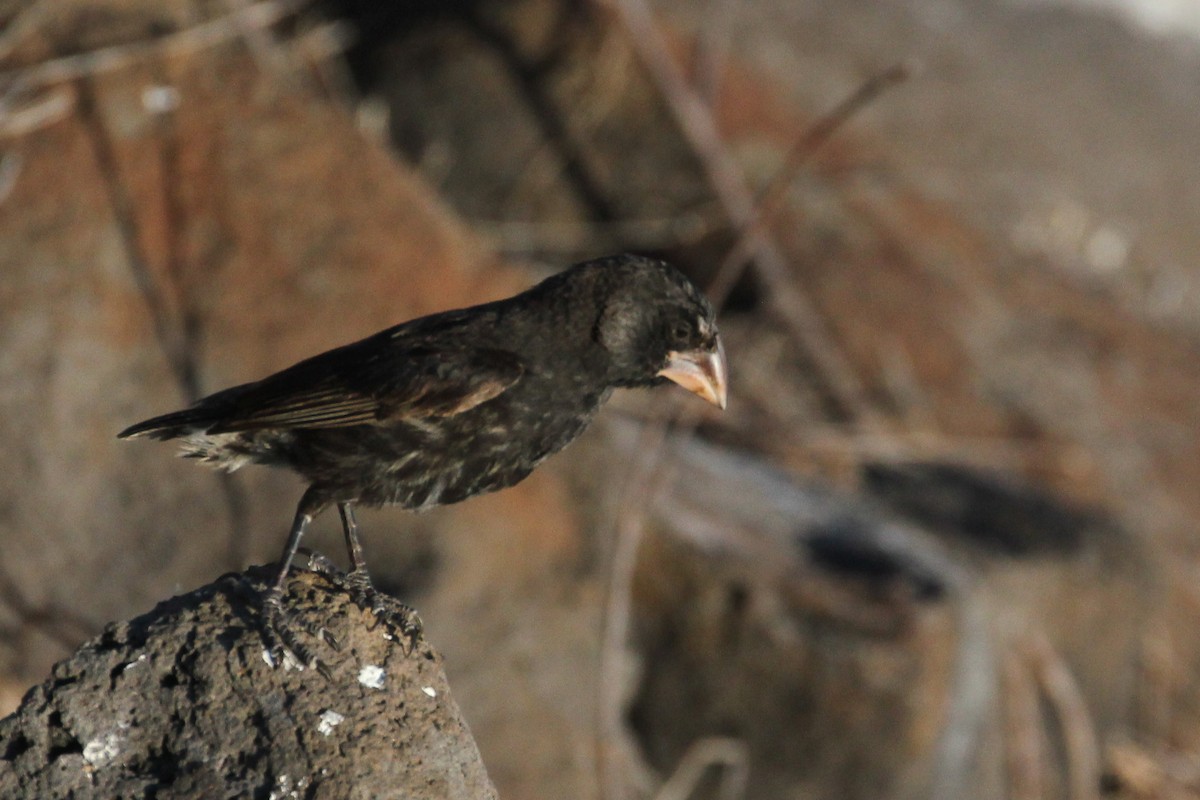 Española Ground-Finch - ML643349387