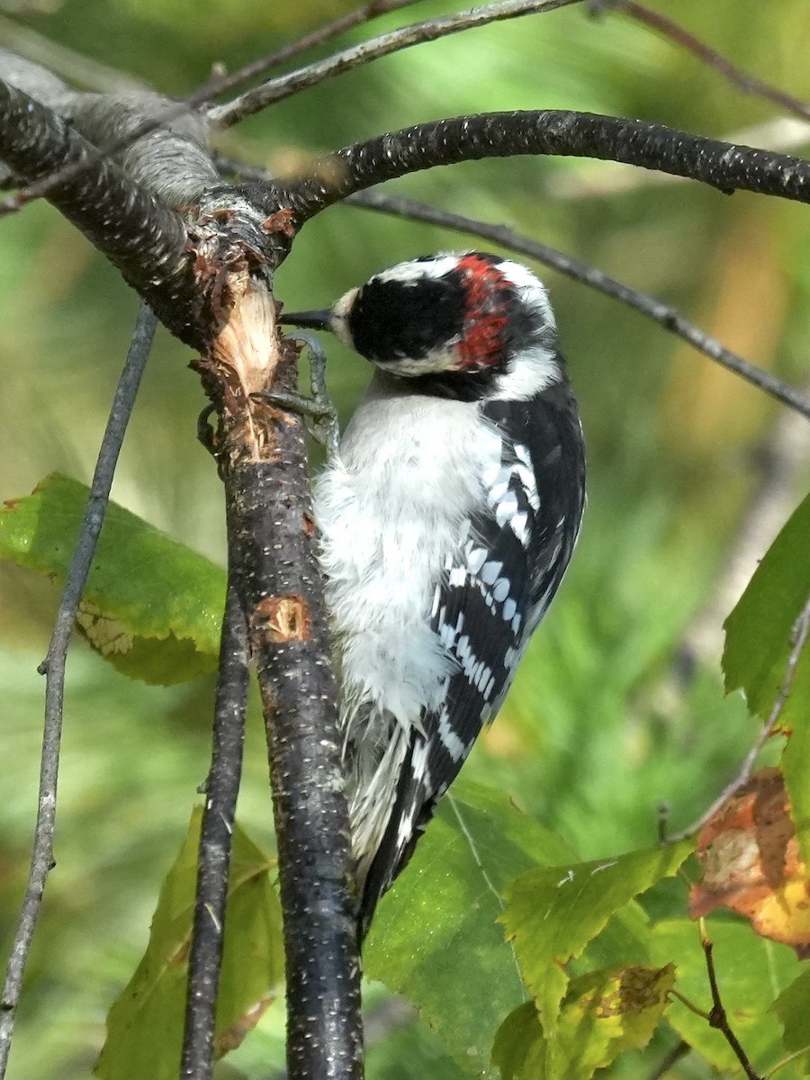 Downy Woodpecker - ML643349396