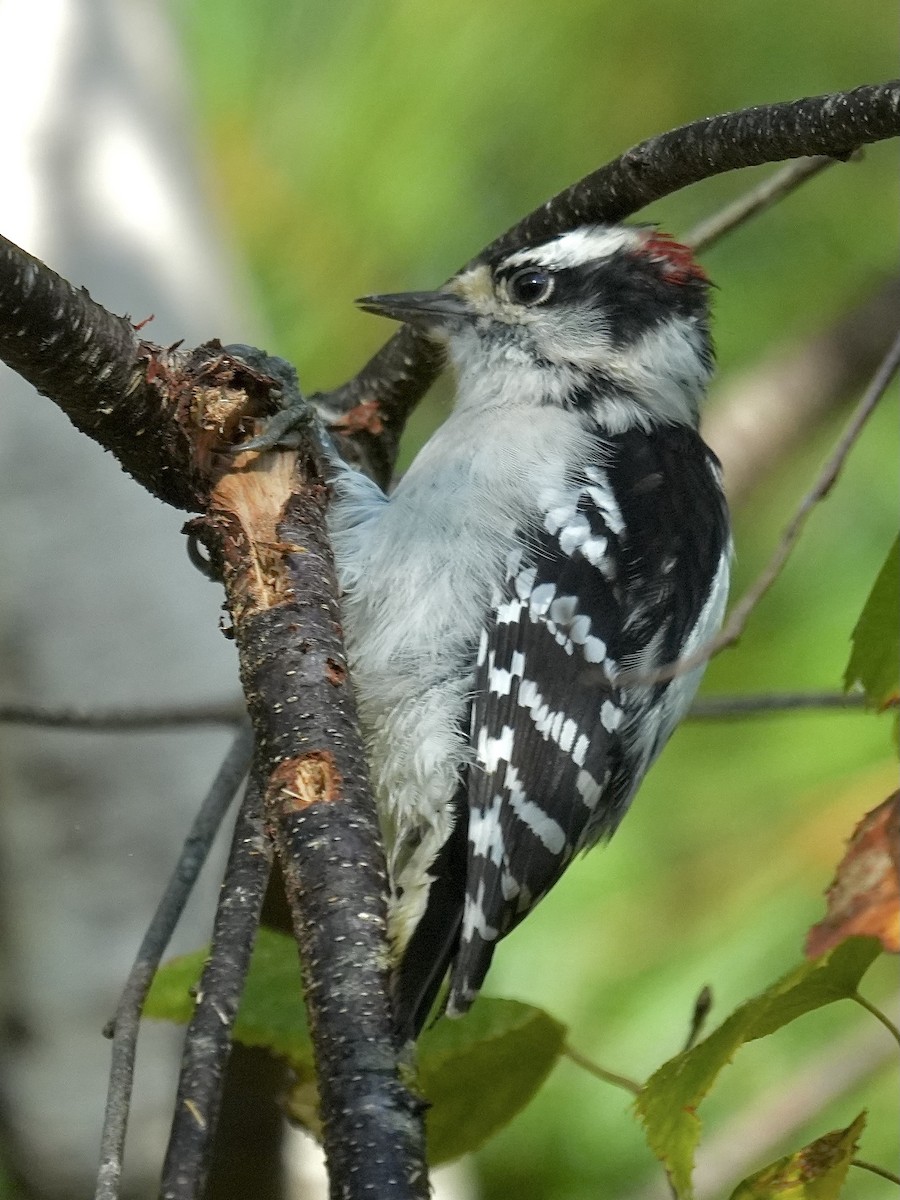 Downy Woodpecker - ML643349397