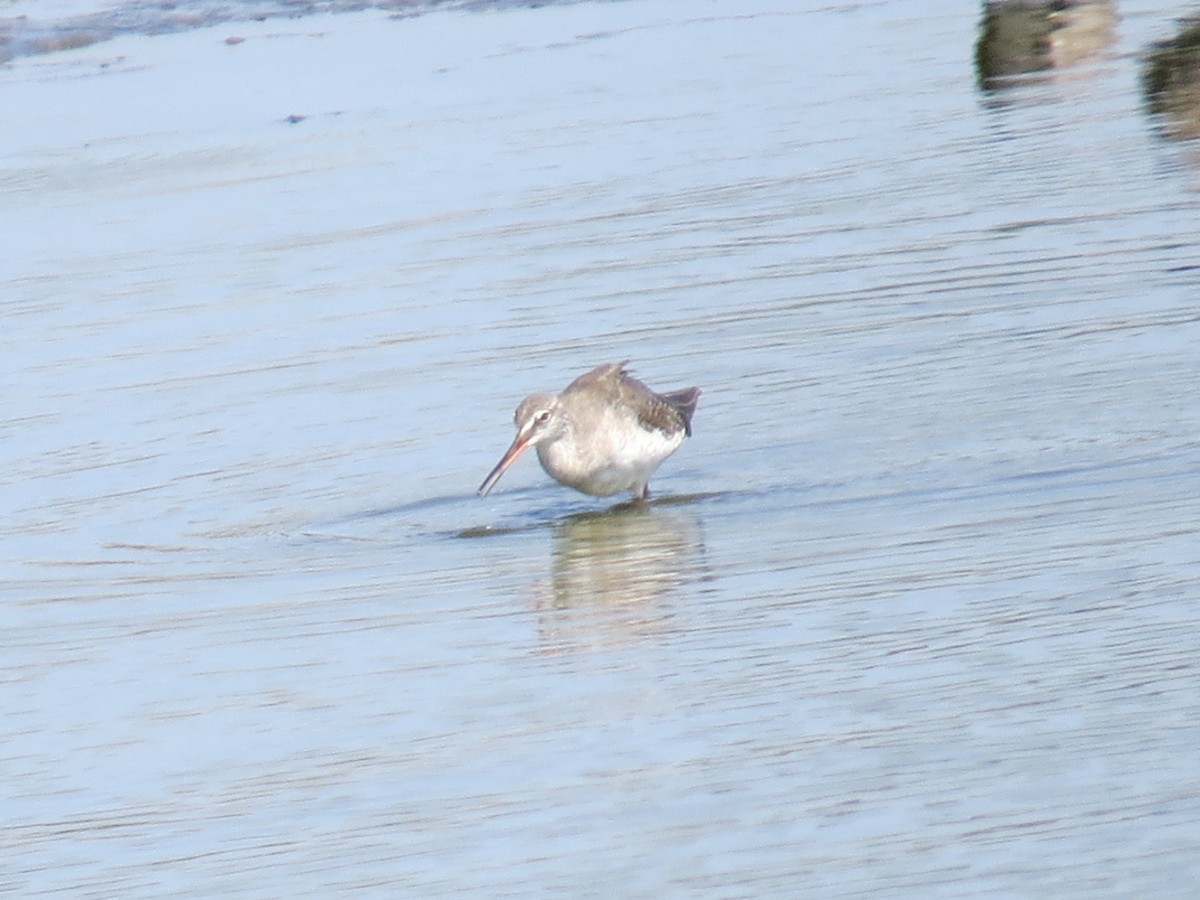 Spotted Redshank - ML643349414