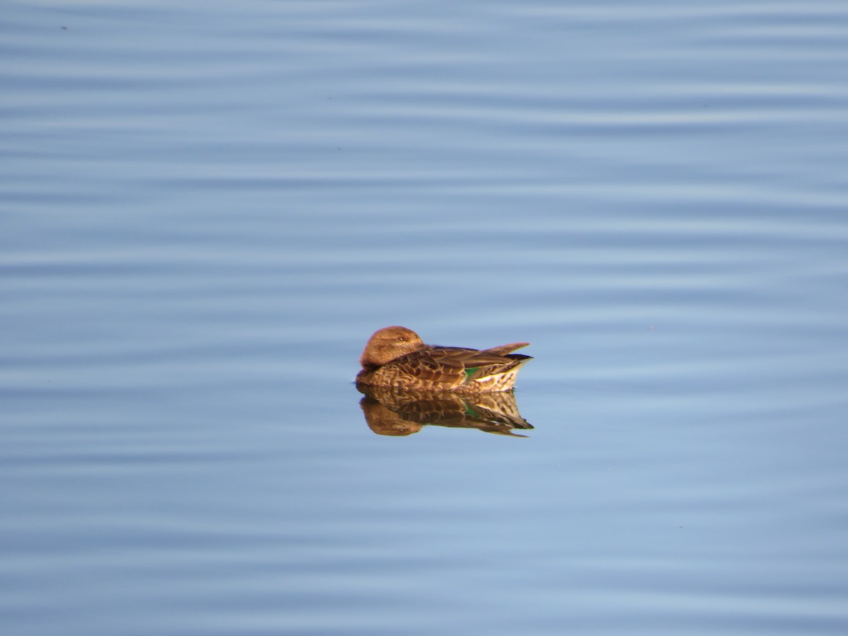 小水鴨 - ML643349415