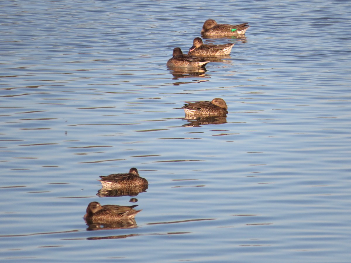 小水鴨 - ML643349417