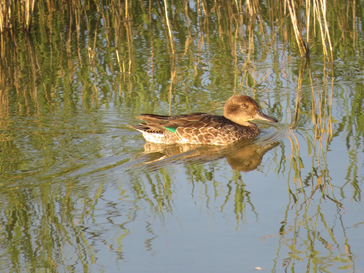 小水鴨 - ML643349418