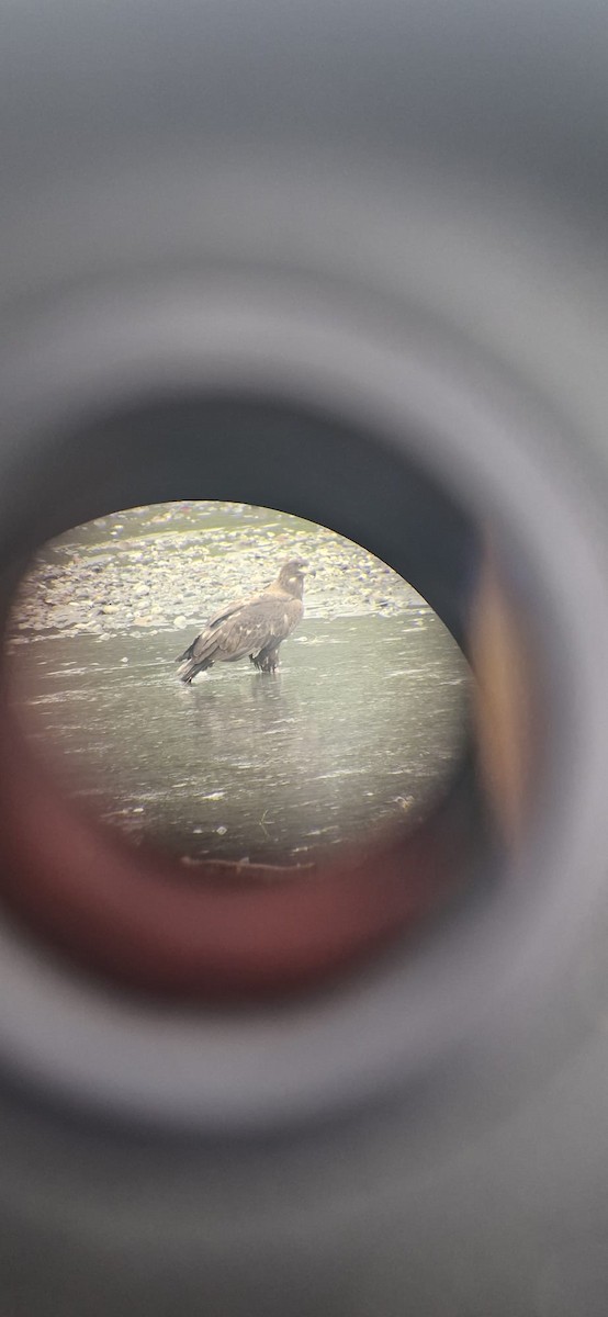 White-tailed Eagle - ML643349424