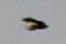 Tyrannus sp. (à ventre jaune) - ML643349427