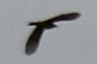 Tyrannus sp. (à ventre jaune) - ML643349428