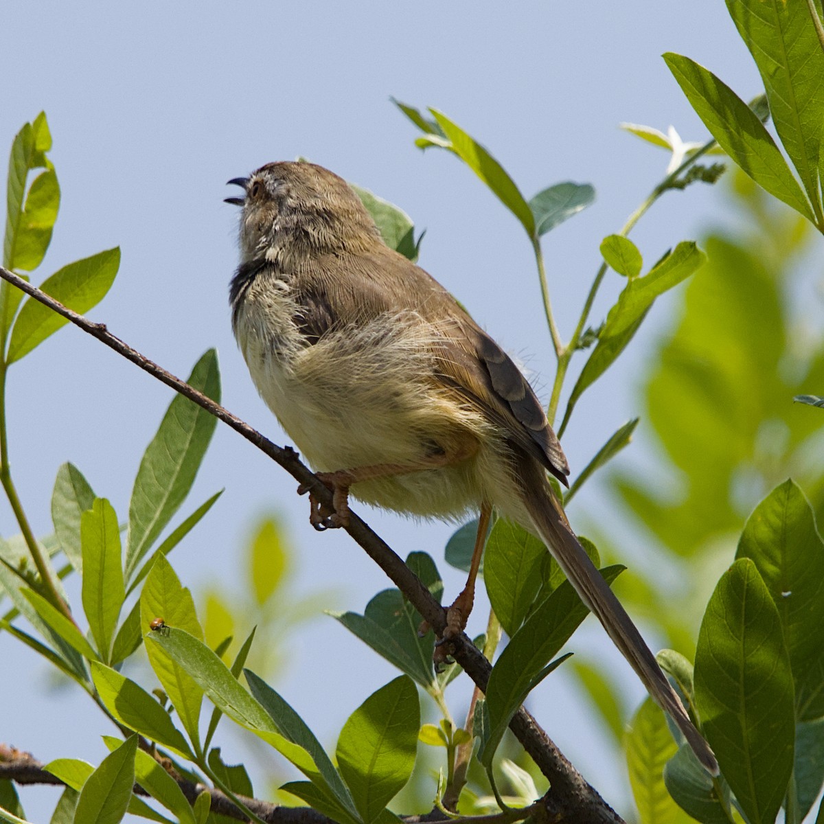 Black-chested Prinia - ML643349478