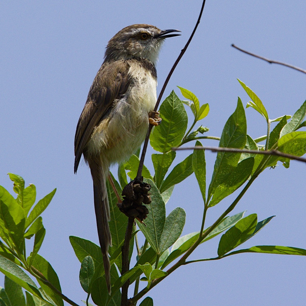Black-chested Prinia - ML643349479