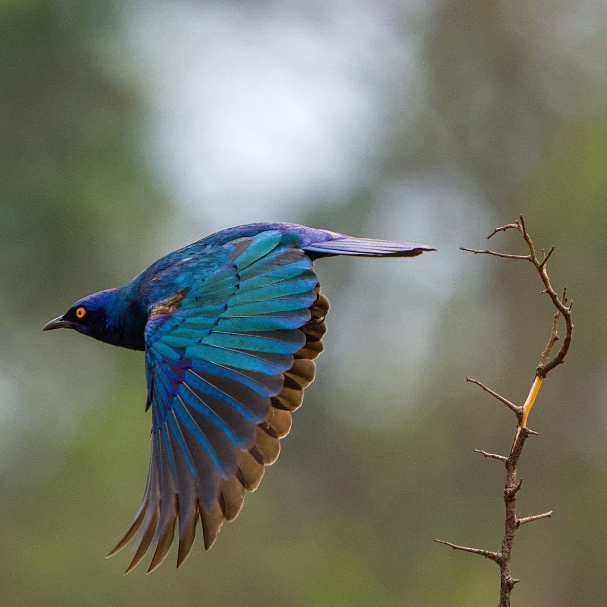 Cape Starling - ML643349503