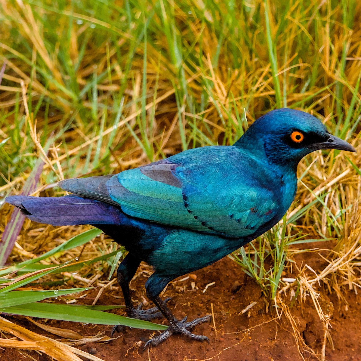 Cape Starling - ML643349504