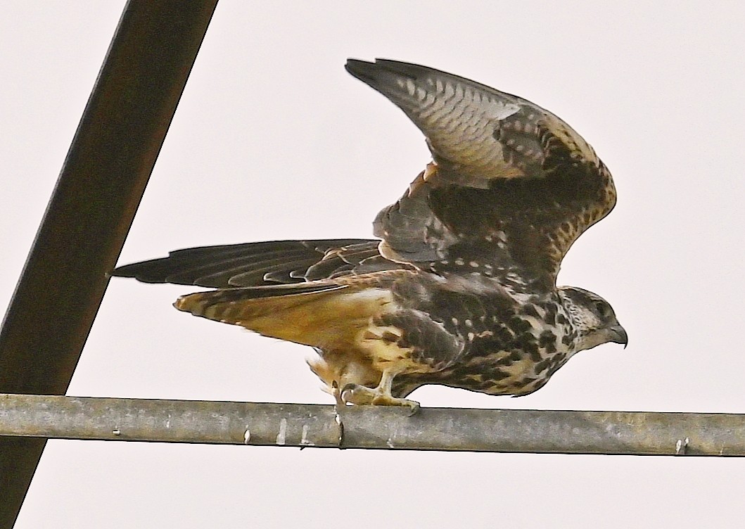 Saker Falcon - ML643349506