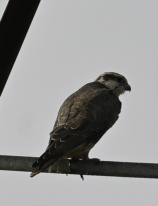Saker Falcon - ML643349507