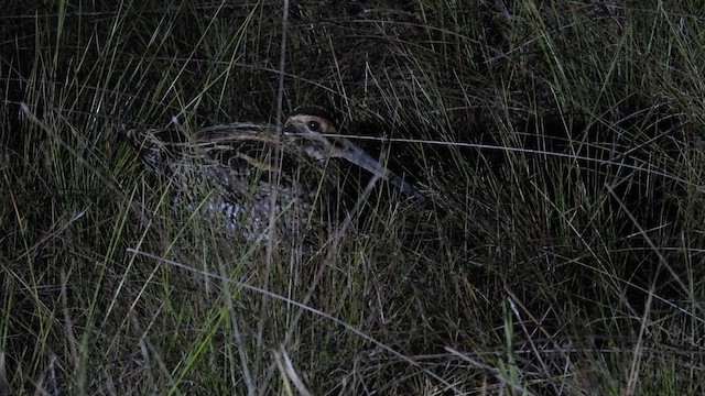 Giant Snipe - ML643349515
