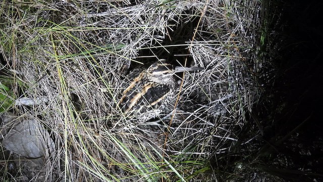Giant Snipe - ML643349531
