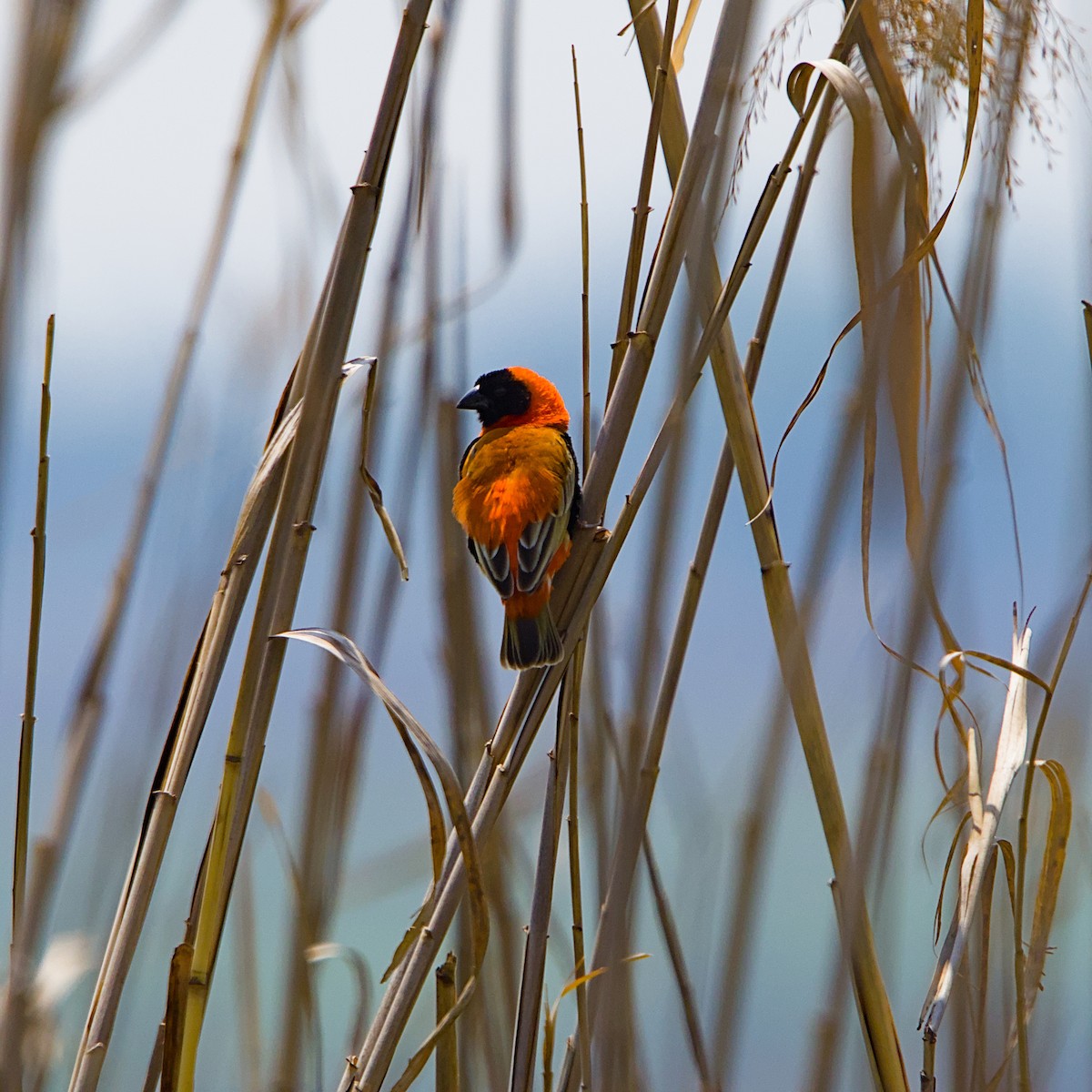Southern Red Bishop - ML643349533