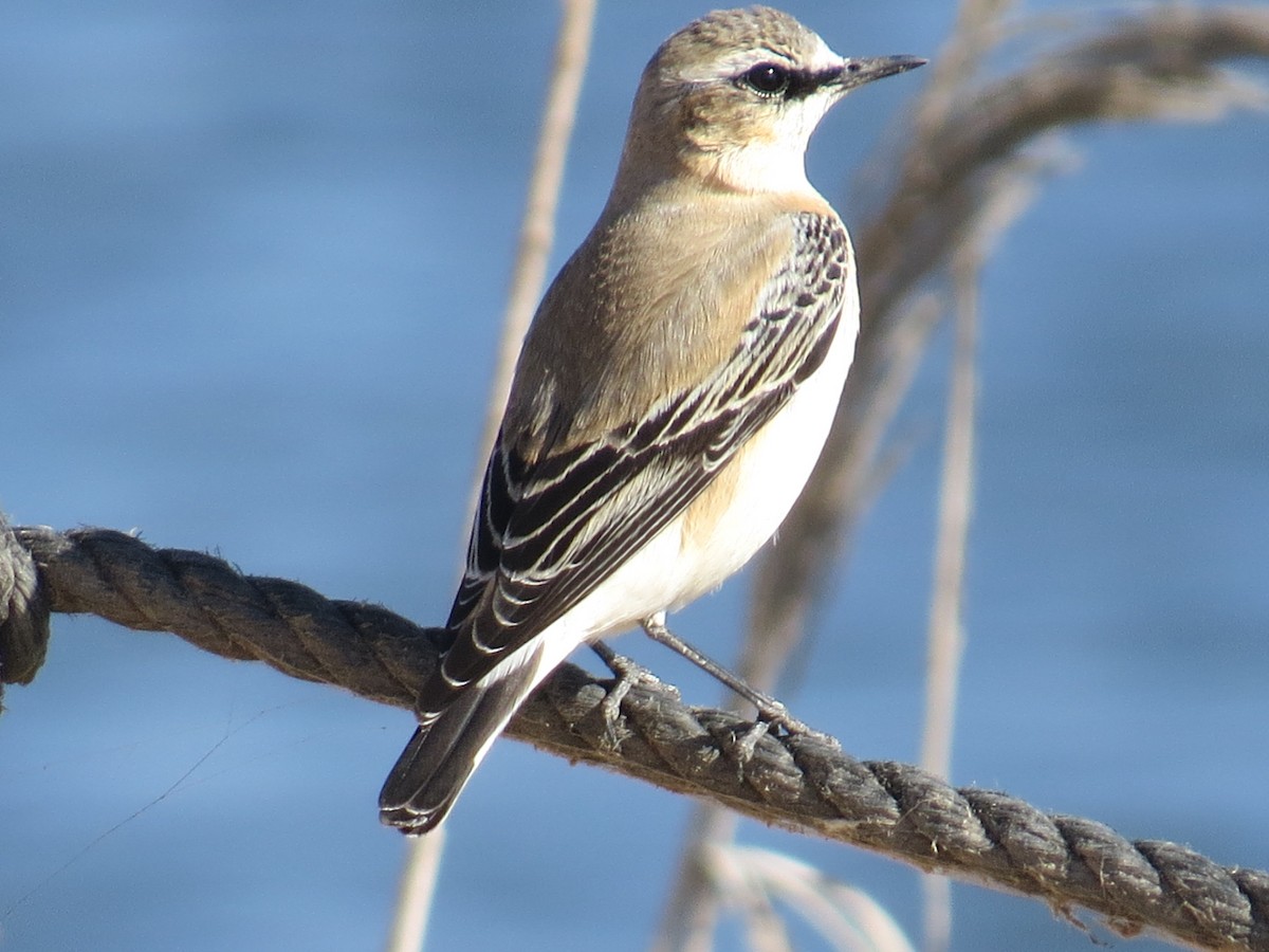 Northern Wheatear - ML643349539