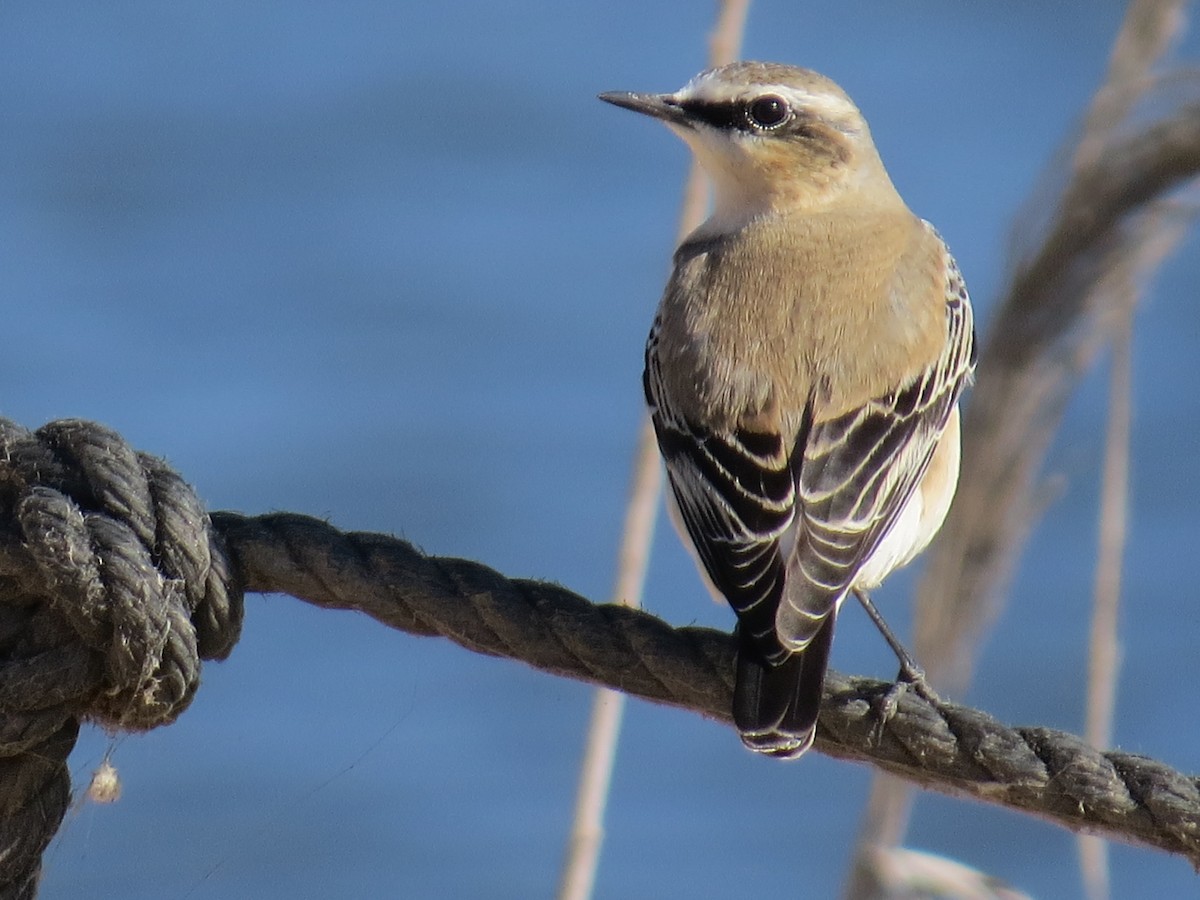 Northern Wheatear - ML643349540