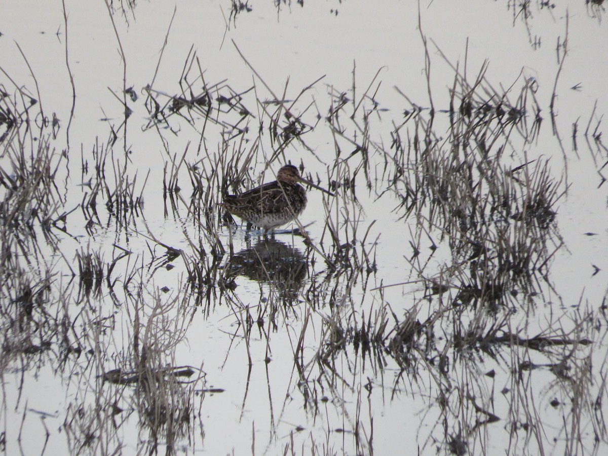 田鷸 - ML643349549