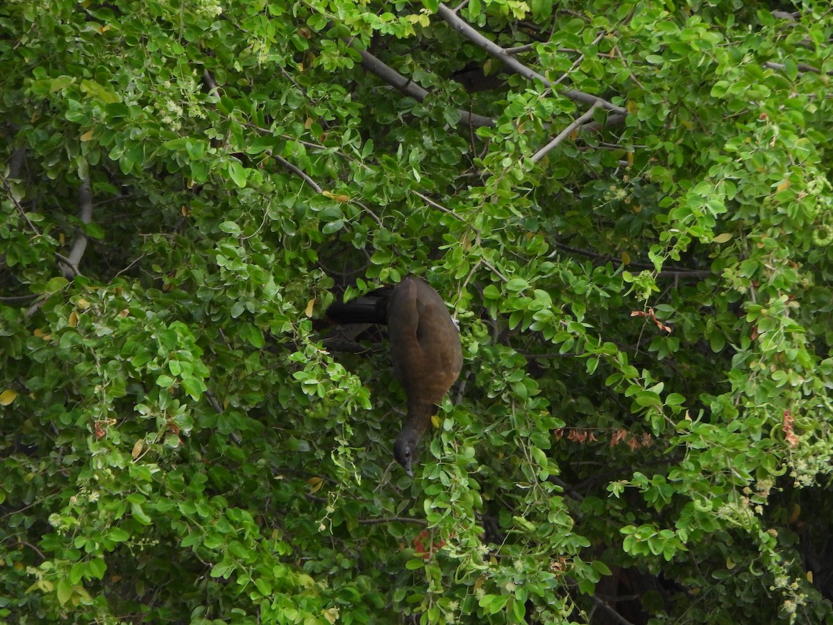 Rufous-vented Chachalaca - ML643349552