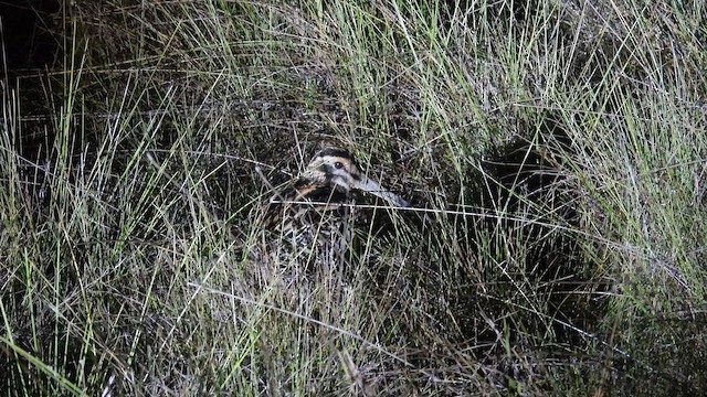 Giant Snipe - ML643349563