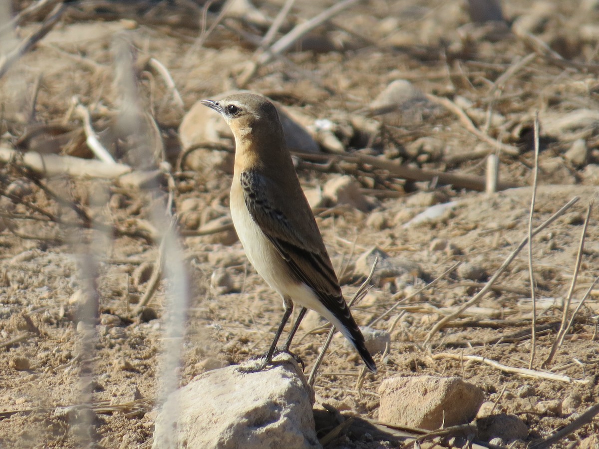 Northern Wheatear - ML643349565