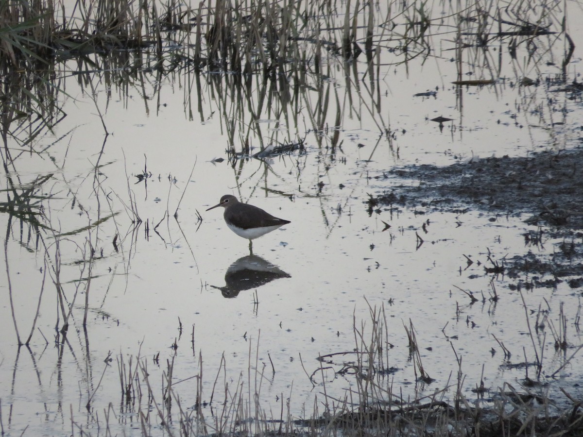 白腰草鷸 - ML643349567