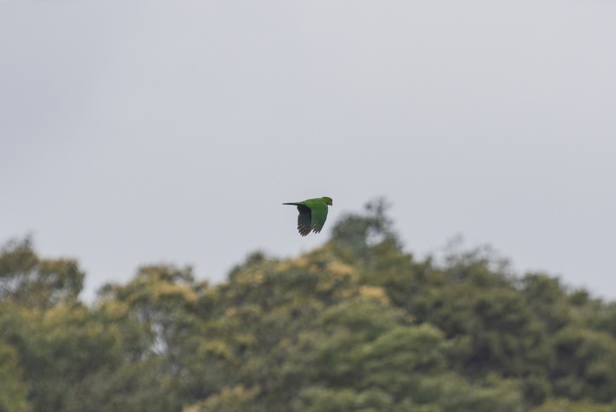 Blue-bellied Parrot - ML643349572