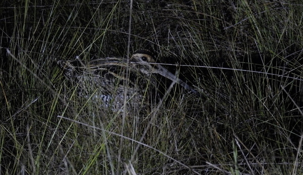Giant Snipe - ML643349591