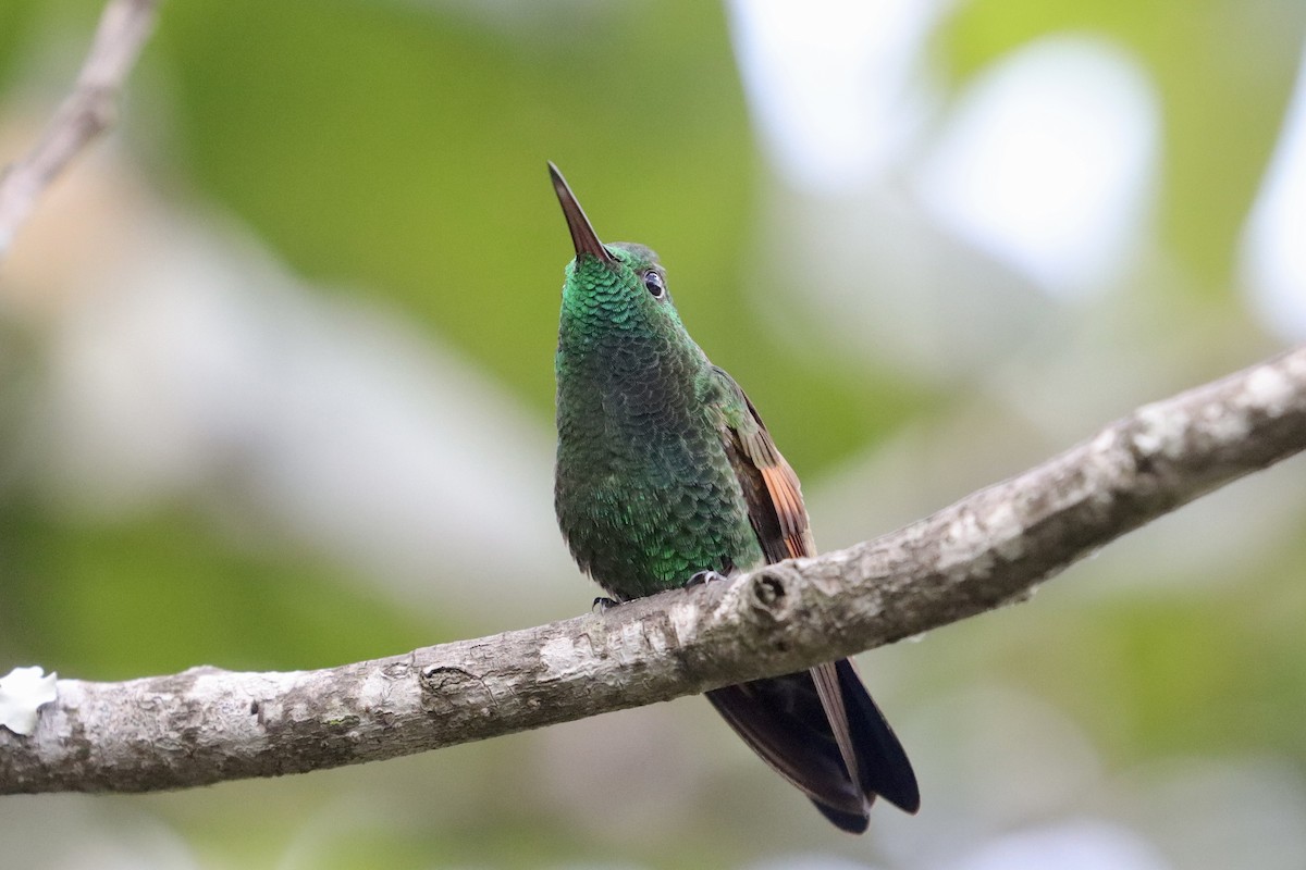 Амазилія-берил синьохвоста - ML643349601