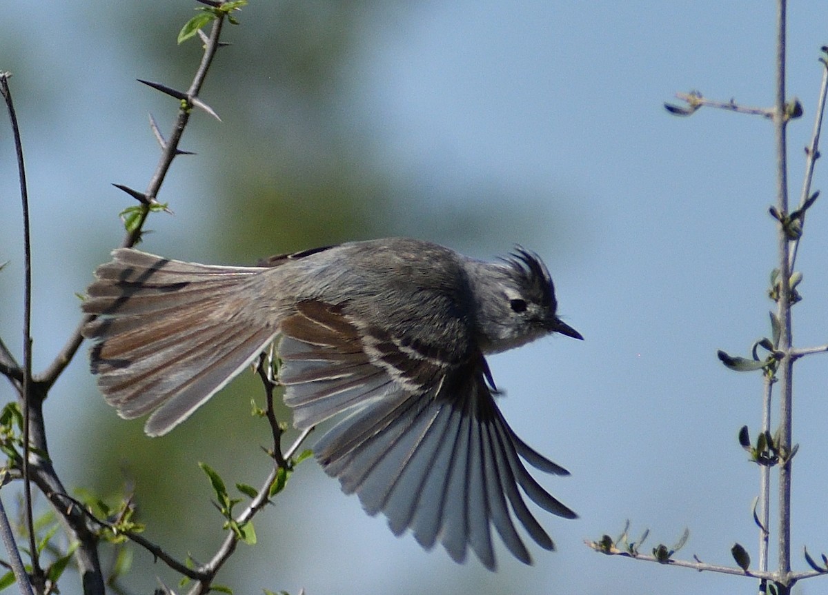 White-crested Tyrannulet - ML643349605