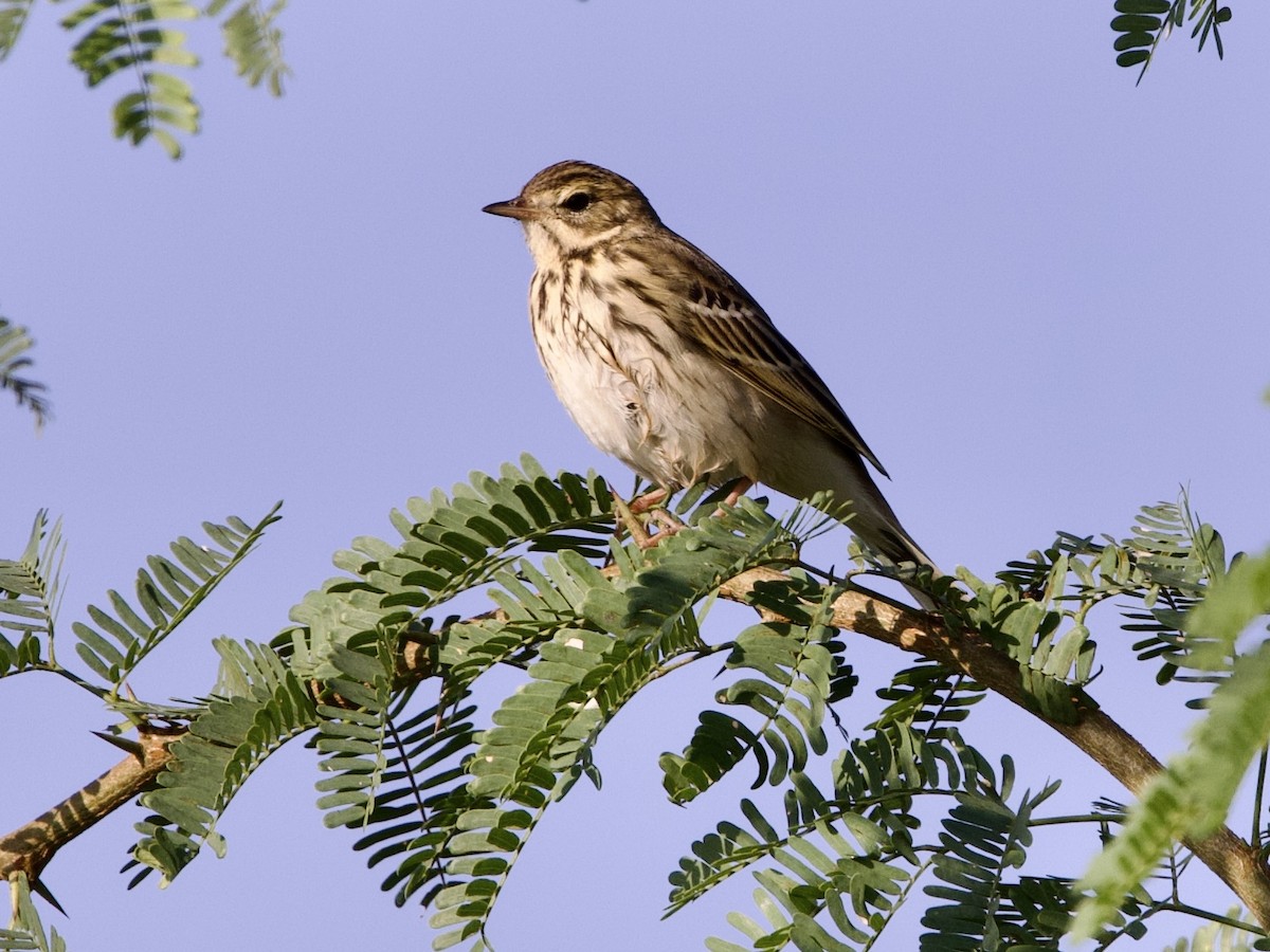 linduška lesní - ML643349607