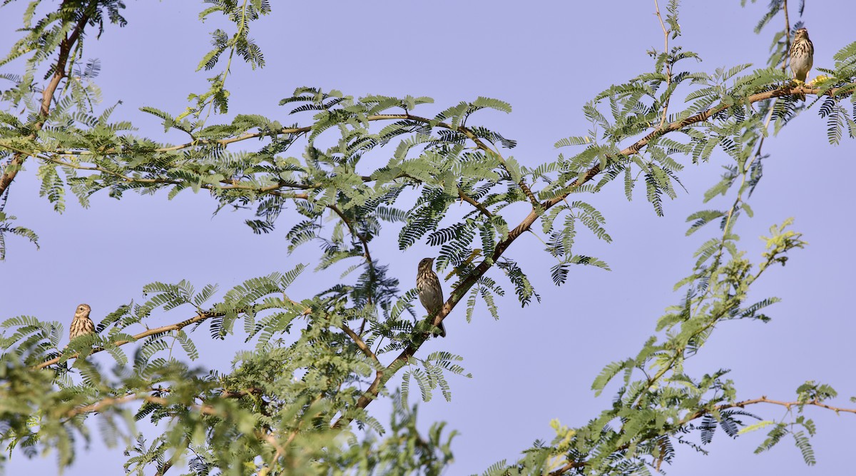 linduška lesní - ML643349613