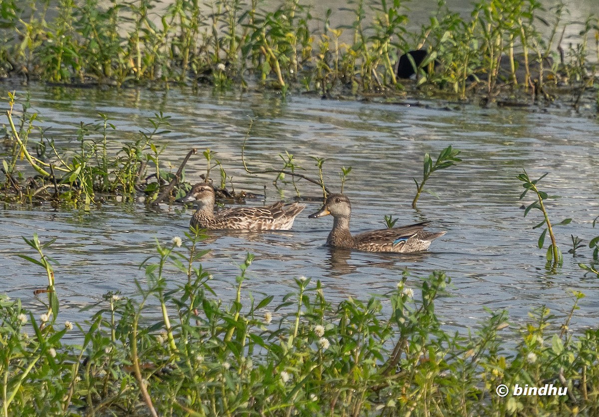 Garganey - ML643349615