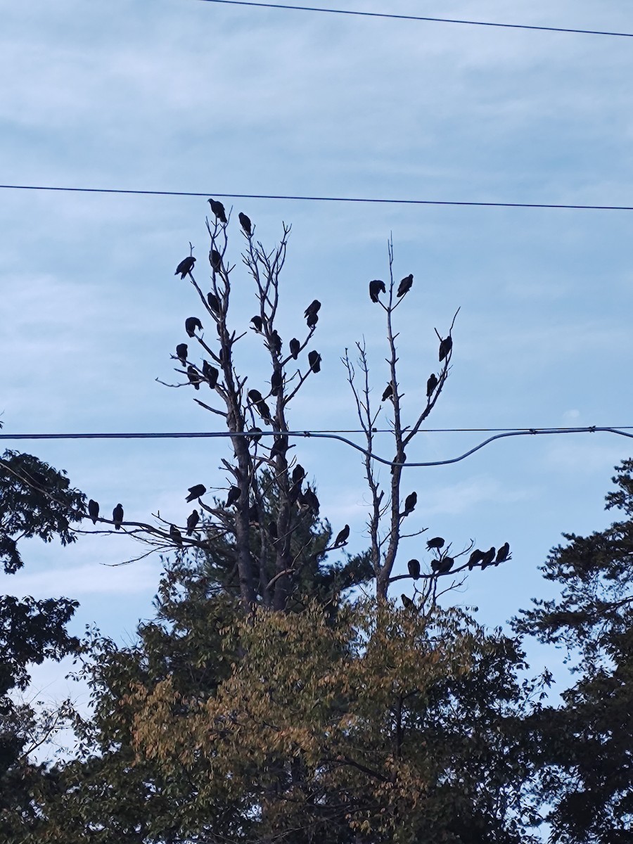 Turkey Vulture - ML643349616