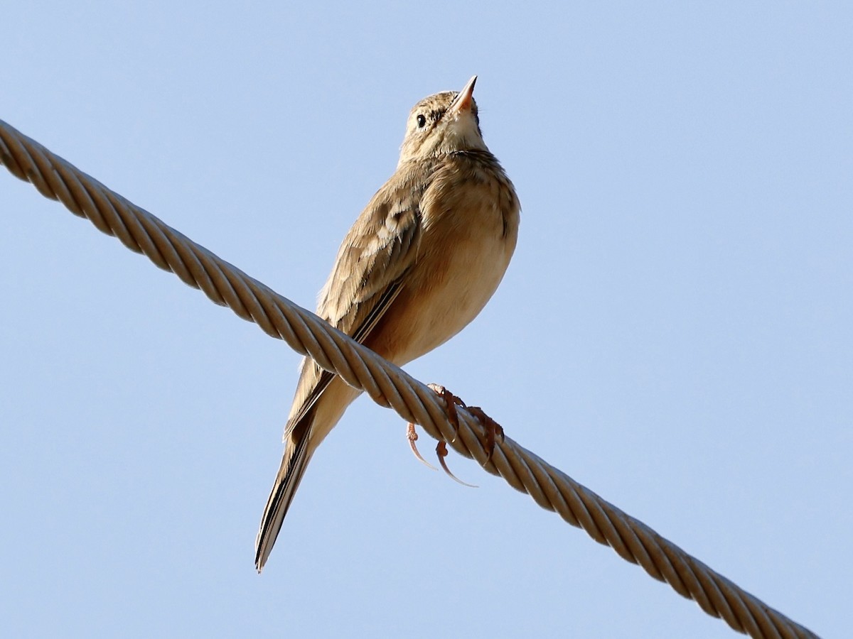 linduška rýžová - ML643349620