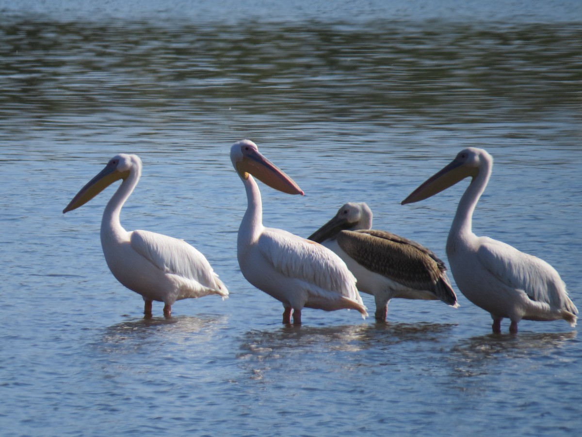 Great White Pelican - ML643349631