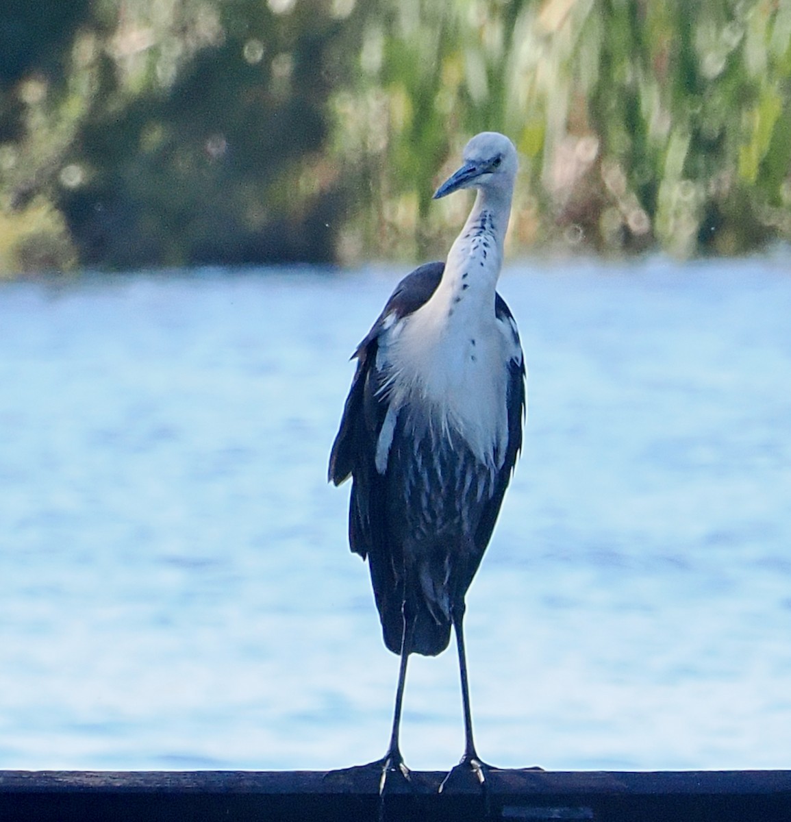 Pacific Heron - ML643349644