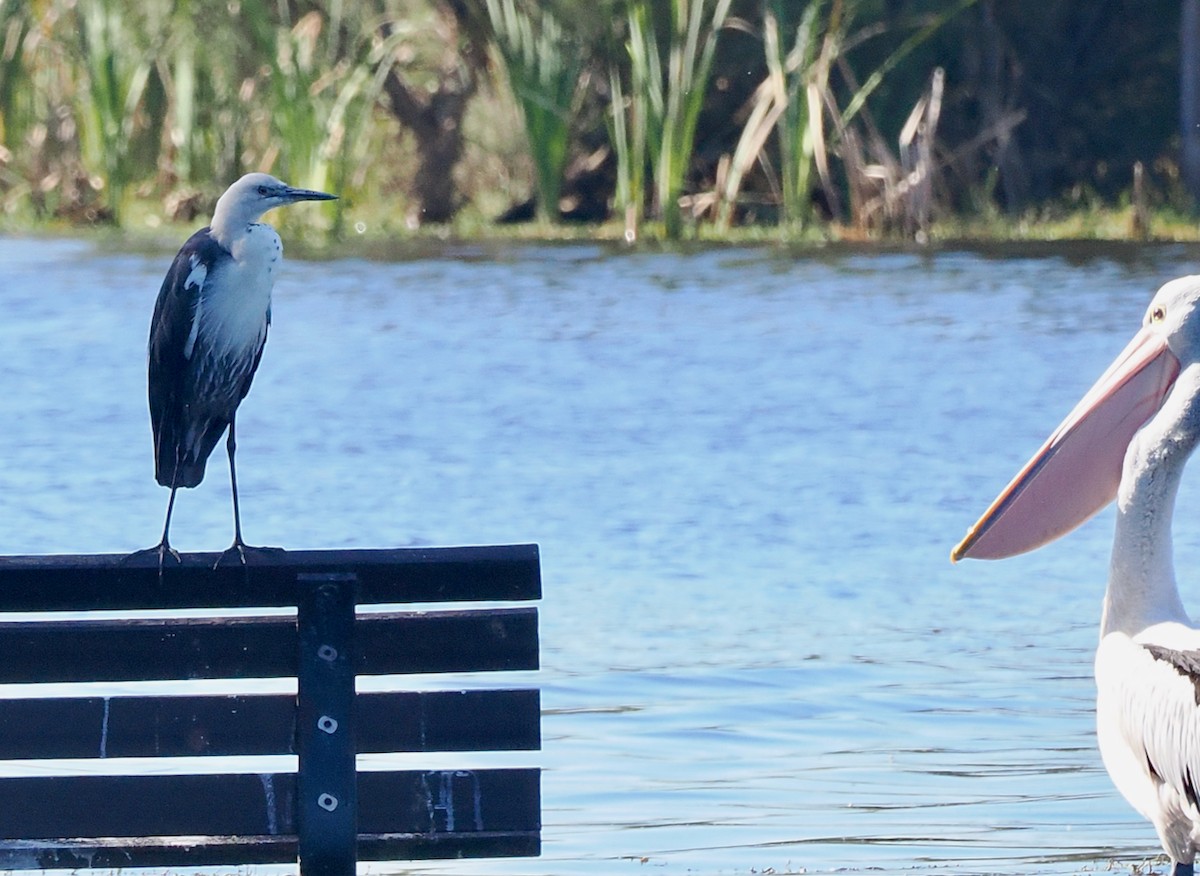 Pacific Heron - ML643349645