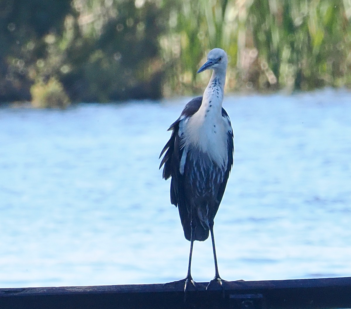 Pacific Heron - ML643349646