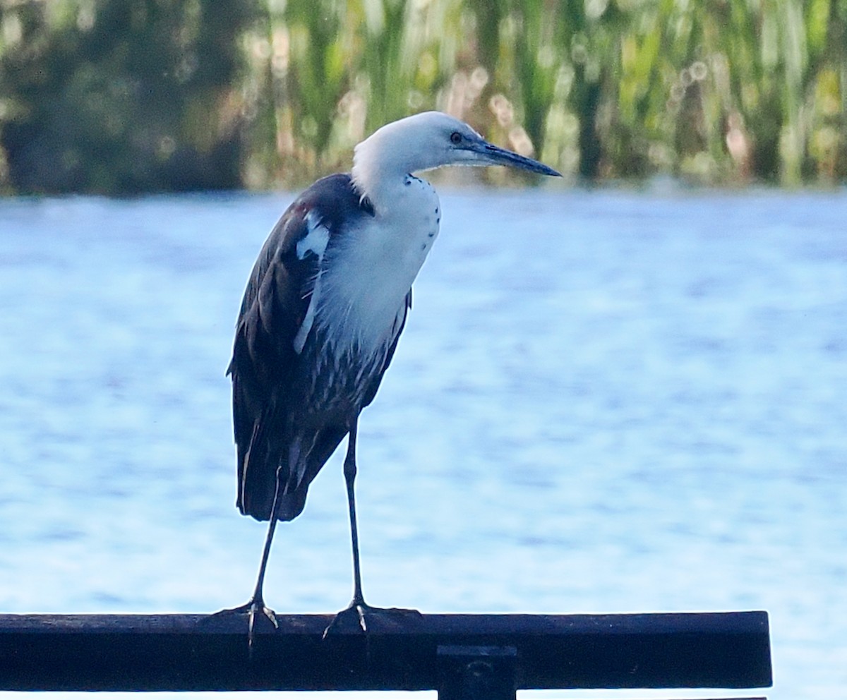 Pacific Heron - ML643349647