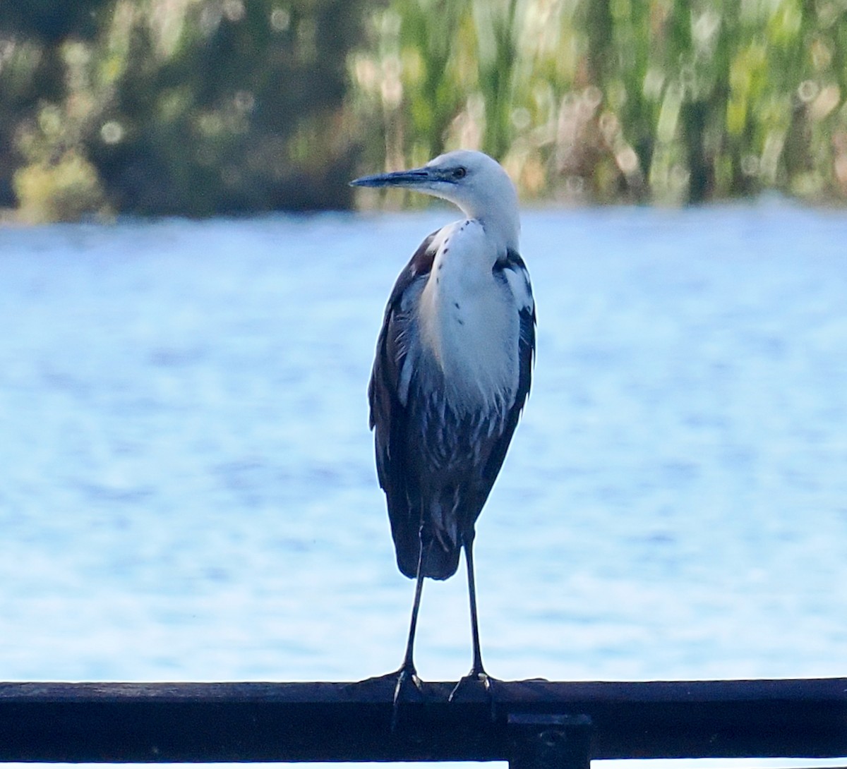 Pacific Heron - ML643349648