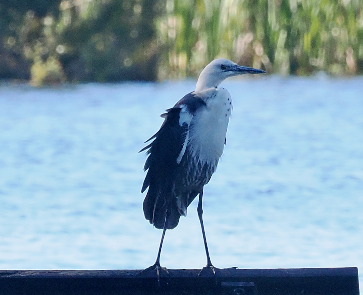 Pacific Heron - ML643349649
