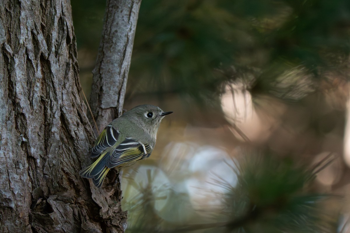 Ruby-crowned Kinglet - ML643349652