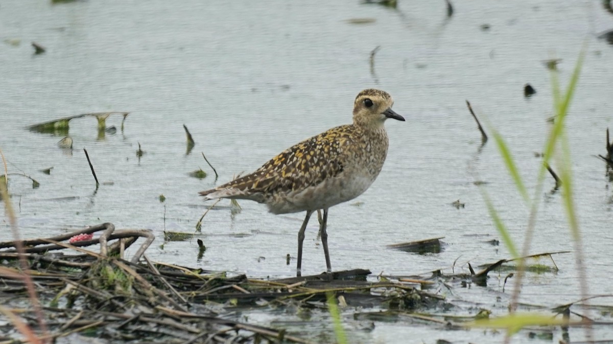 Pacific Golden-Plover - ML643349653