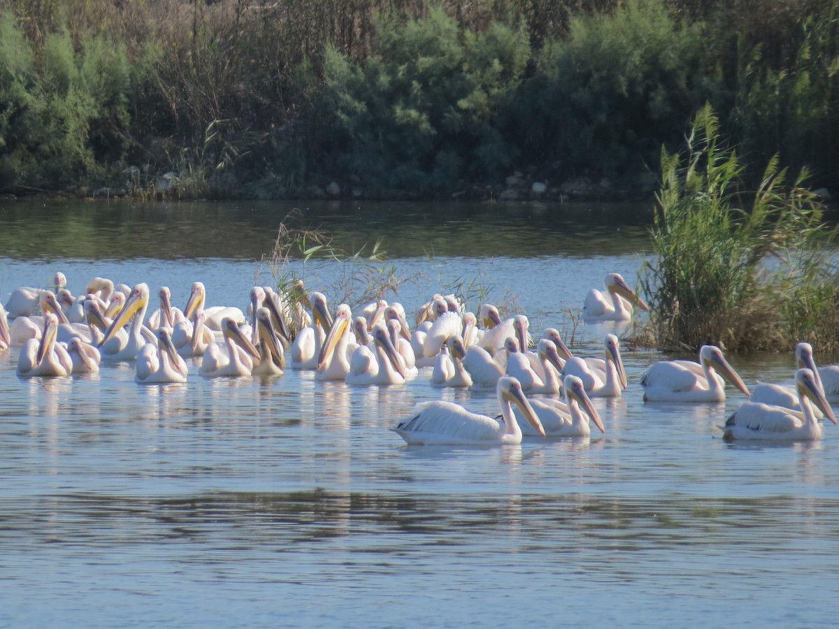 Great White Pelican - ML643349654