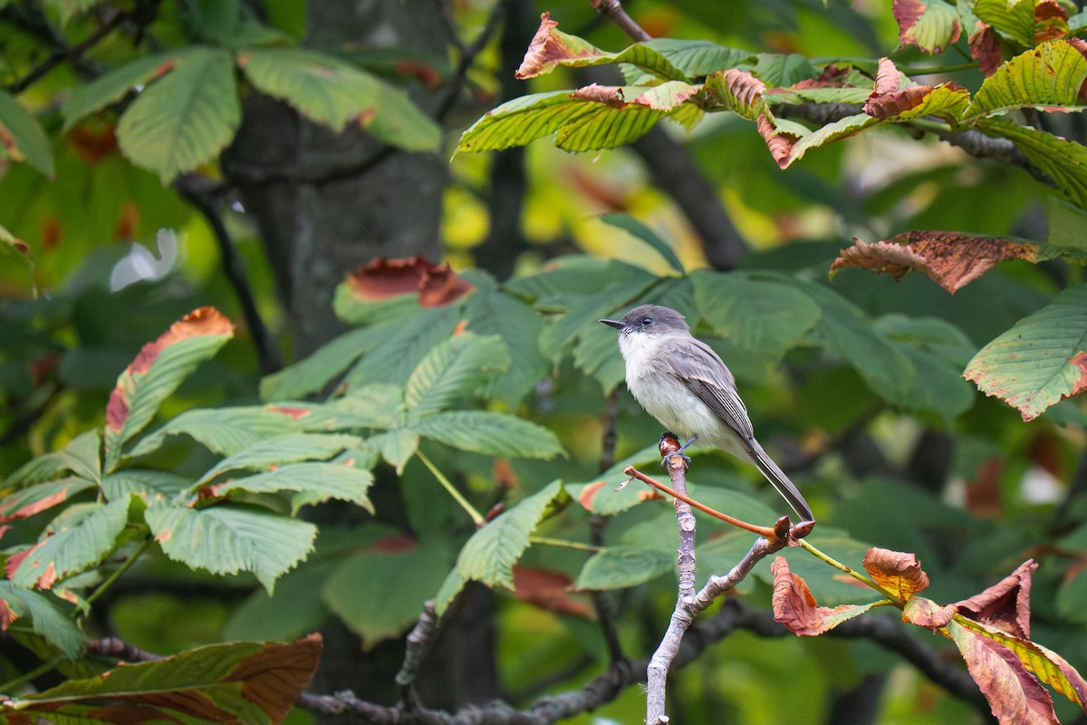 Eastern Phoebe - ML643349662