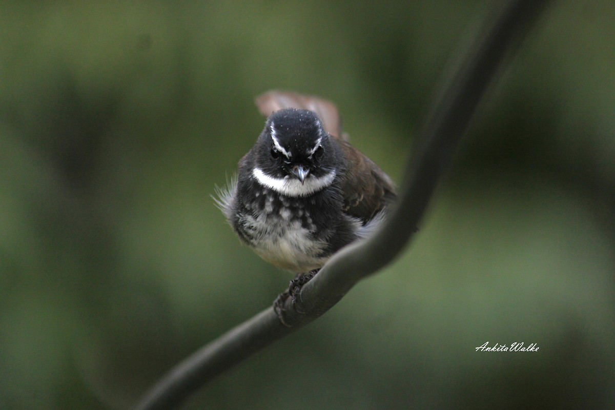 Spot-breasted Fantail - ML643349706