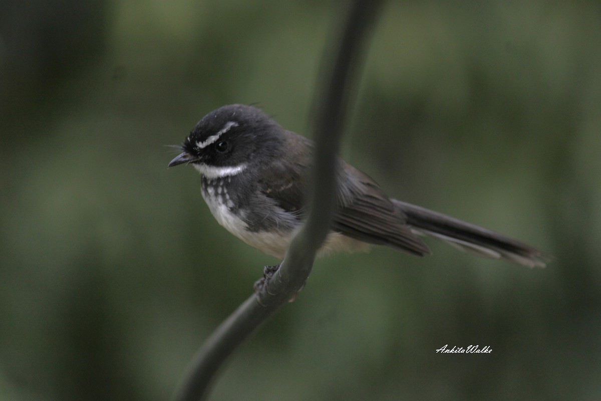 Spot-breasted Fantail - ML643349707